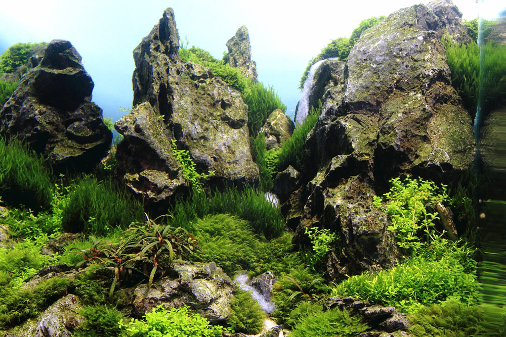 水草养殖的正确方法,水族水草怎样种植