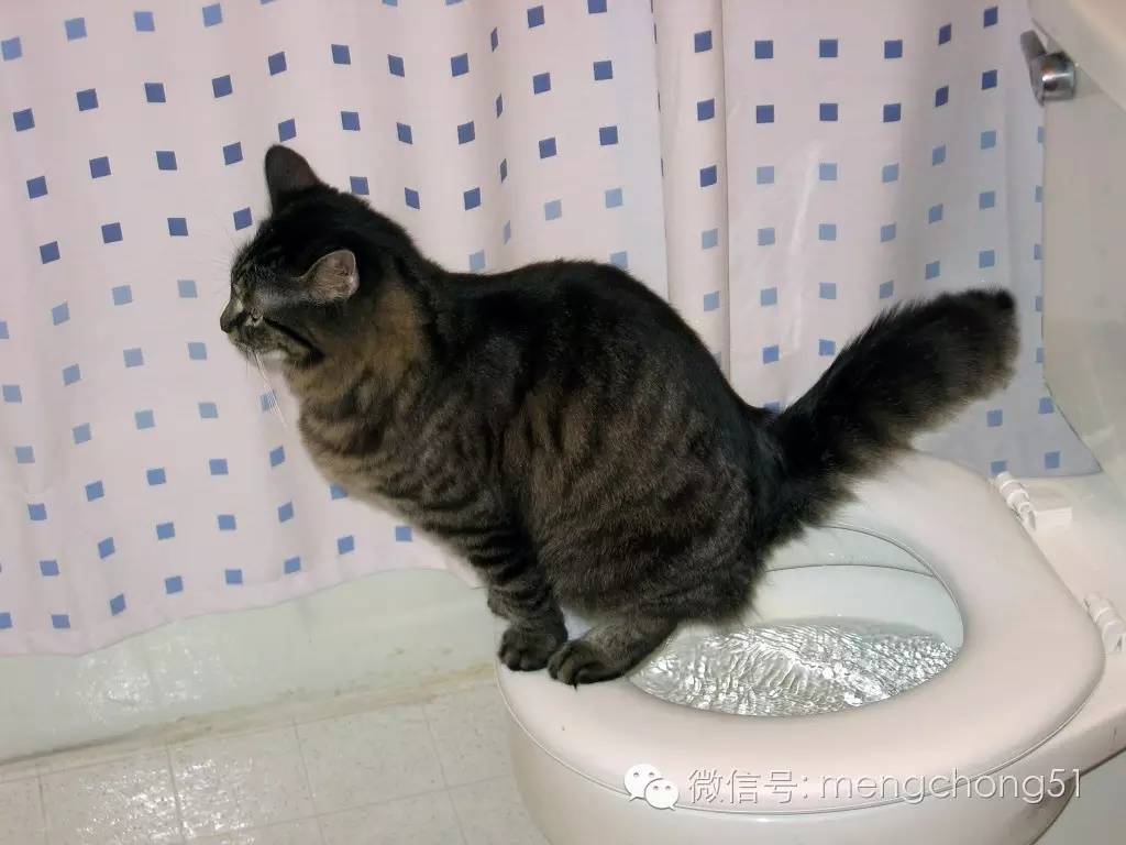 猫咪拉肚子怎么补救,猫咪拉肚子怎么治