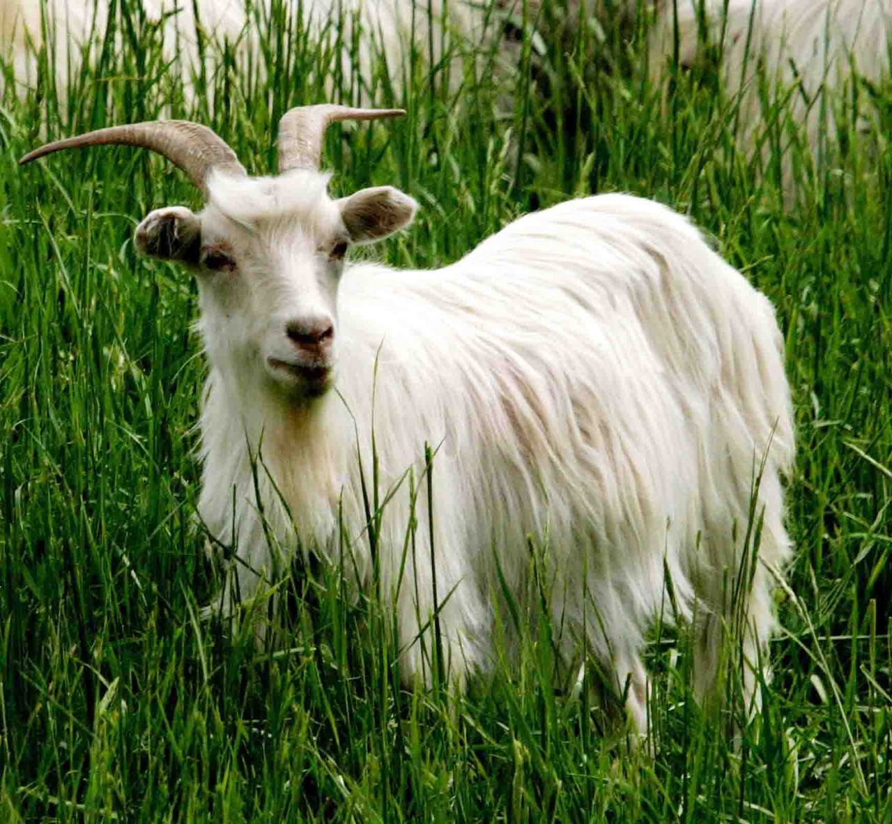 怎么辨别皮革的真假,皮革分类以及辨别标准