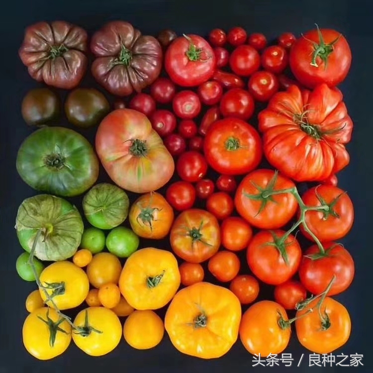 餐桌上常见的本土作物是什么,10种常见的粮食作物