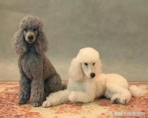 狗狗品种大全图片及简介,狗狗的所有类型品种大全介绍