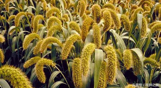 餐桌上常见的本土作物是什么,10种常见的粮食作物
