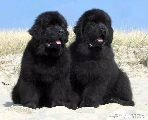 狗狗品种大全图片及简介,狗狗的所有类型品种大全介绍