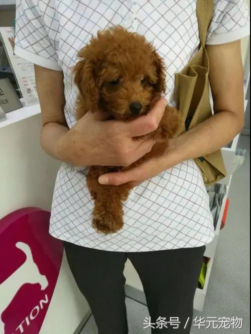 《天使不再流浪》Vol84：狗狗有细小，如果你喜欢，求你把牠治好