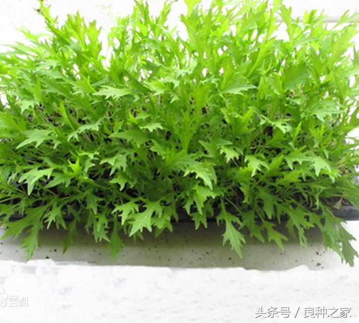 餐桌上常见的本土作物是什么,10种常见的粮食作物