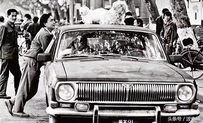 一群狗狗照片,82年的狗唯一一张的照片