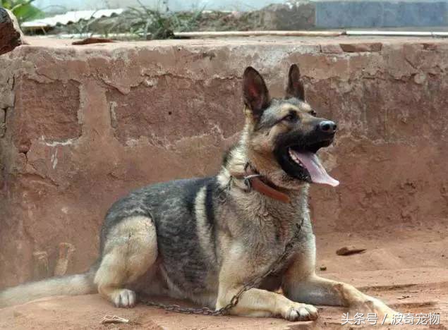 狗狗品种大全带你走进狗狗的世界,狗狗品种大全看看你认识几种