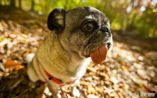 狗狗品种大全图片及简介,狗狗的所有类型品种大全介绍