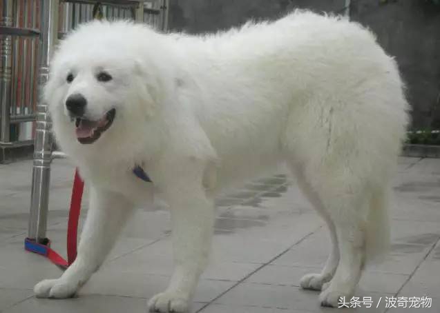 狗狗品种大全带你走进狗狗的世界,狗狗品种大全看看你认识几种