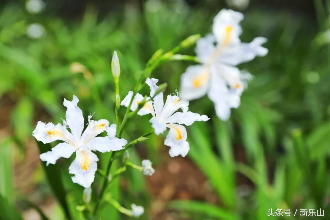 乐山的春天有多美,没去过乐山大佛但感觉去过