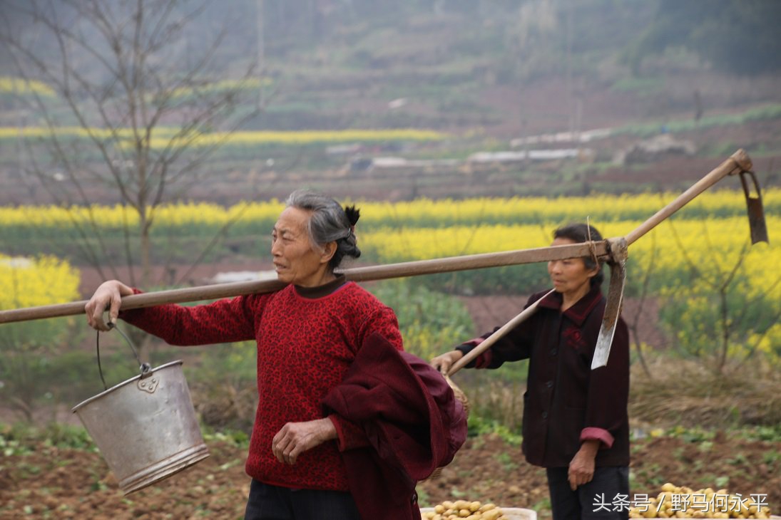 万亩花海醉游人,万亩油菜花海醉游人