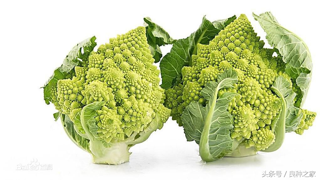 餐桌上常见的本土作物是什么,10种常见的粮食作物