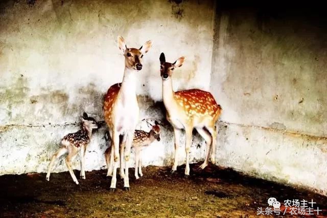 休闲农庄7大盈利模式,休闲农庄有什么前景吗