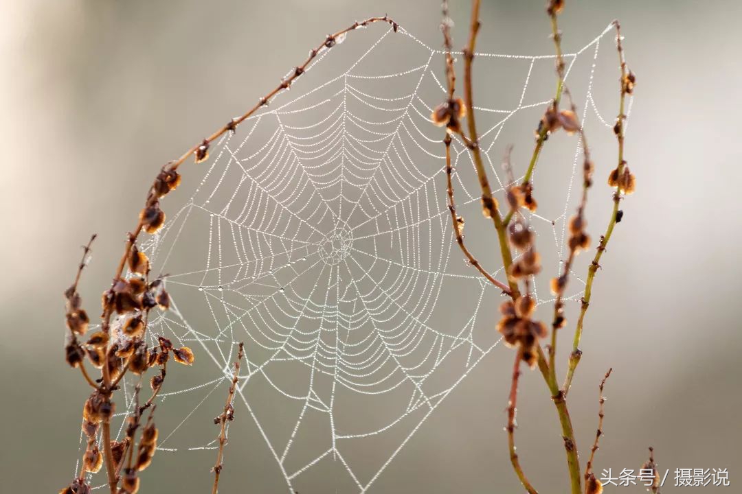 ross璇勬祴,ross娴嬭瘎