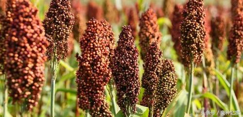 餐桌上常见的本土作物是什么,10种常见的粮食作物
