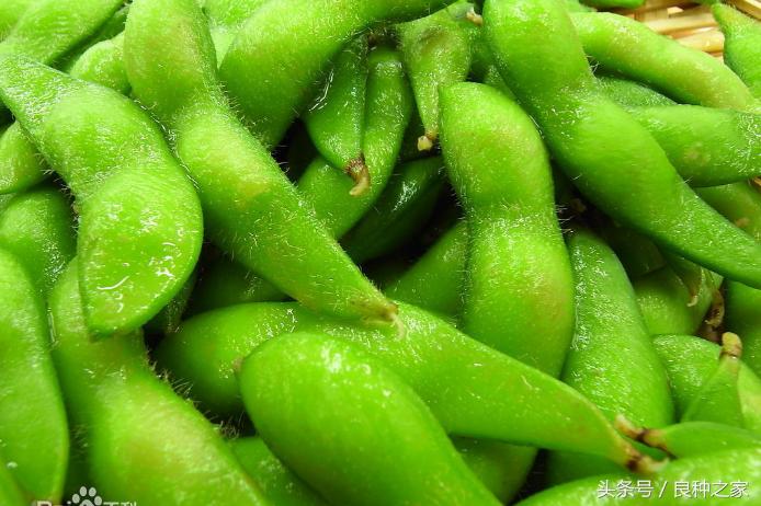 餐桌上常见的本土作物是什么,10种常见的粮食作物