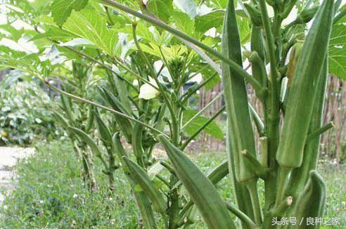 餐桌上常见的本土作物是什么,10种常见的粮食作物