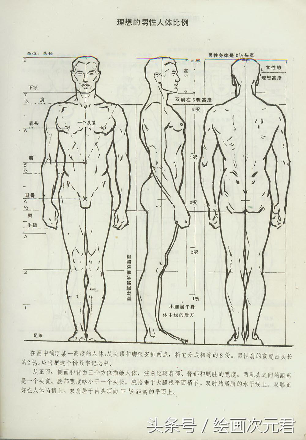 人体结构动态临摹练习册,人体结构怎么画才不僵硬