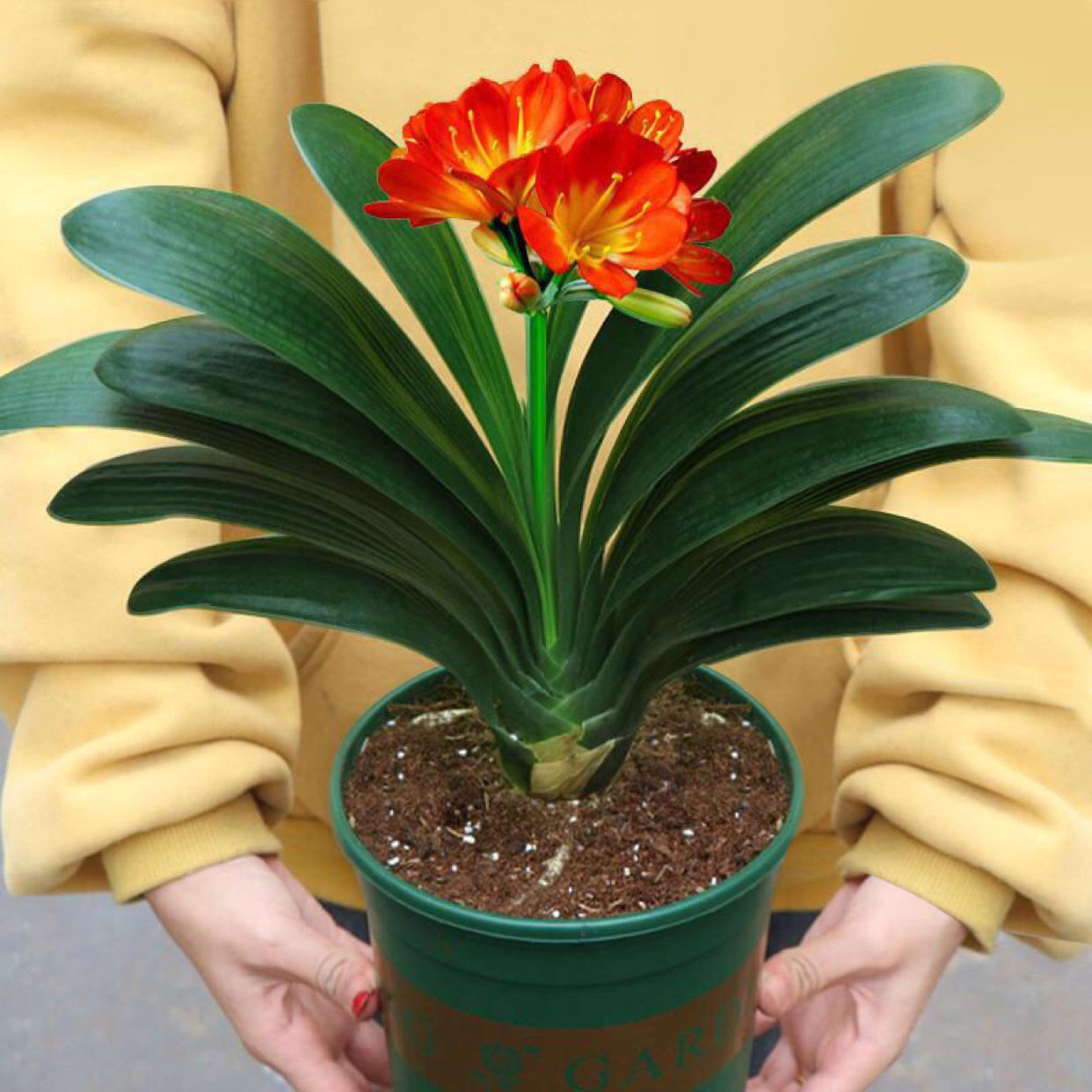 家里养哪五种开的旺宅花,什么花放客厅最旺宅