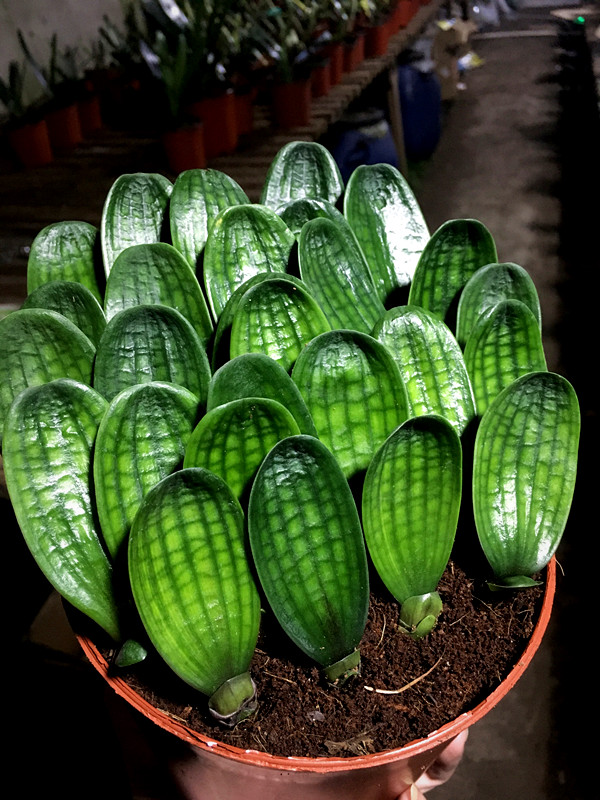 君子兰怎么养才能长得快又茂盛,君子兰怎样才能养出精品