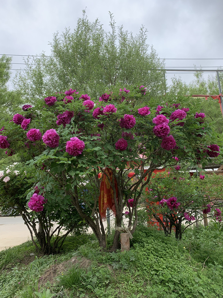 什么花高档大气好养,好养高大上漂亮有寓意的花