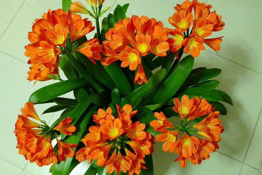 君子兰夏天怎么养才能更旺盛一些,君子兰夏季怎么养才能更旺盛