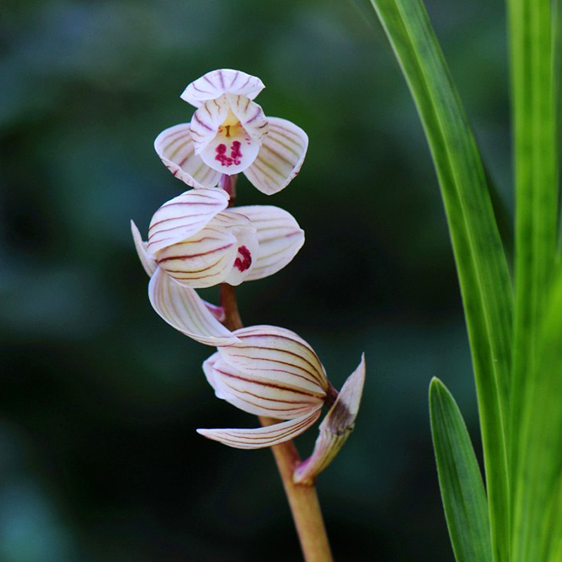 开花最香的传统兰花品种,兰花既花大又花香的品种