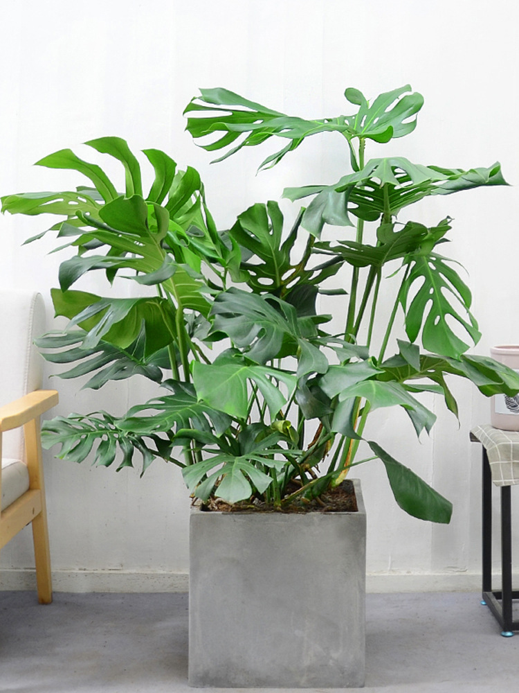 水里倒点酒，给花擦一擦，油光锃亮，比打激素还灵