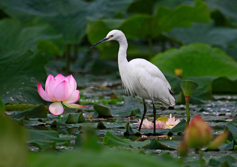 荷花的各种雅称大全,诗词中的荷花代表什么
