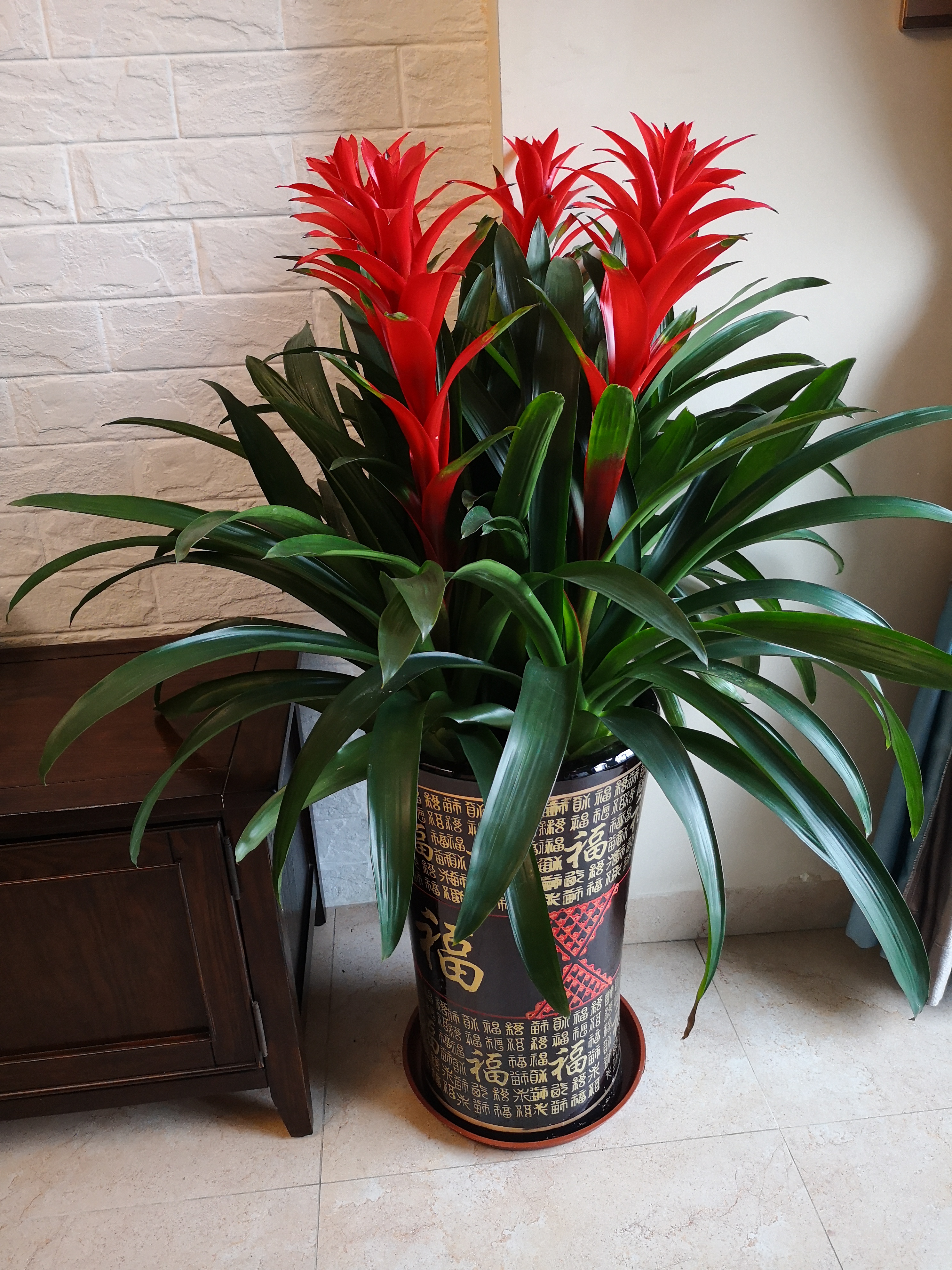 家里放财气的六种花,家里养什么花最好运气最旺