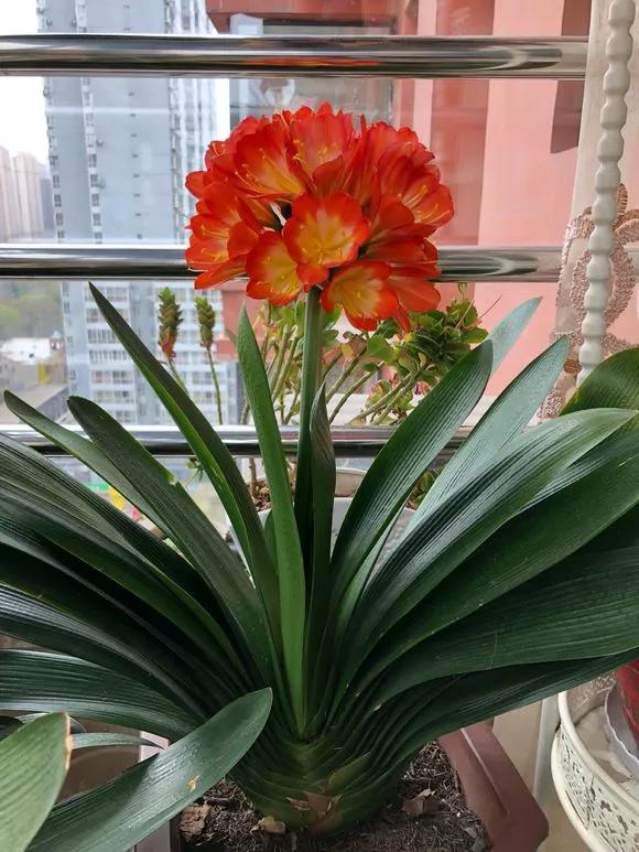 家庭养君子兰的正确方法和技巧,怎样养好君子兰才能长得快