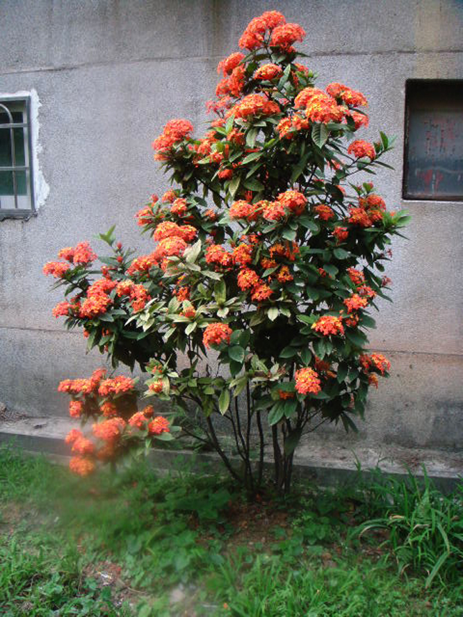 富贵花开什么花最好,花开富贵的花有几种