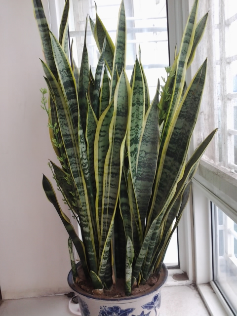 常见的绿植一开花全是好兆头,各种绿植开花代表着什么