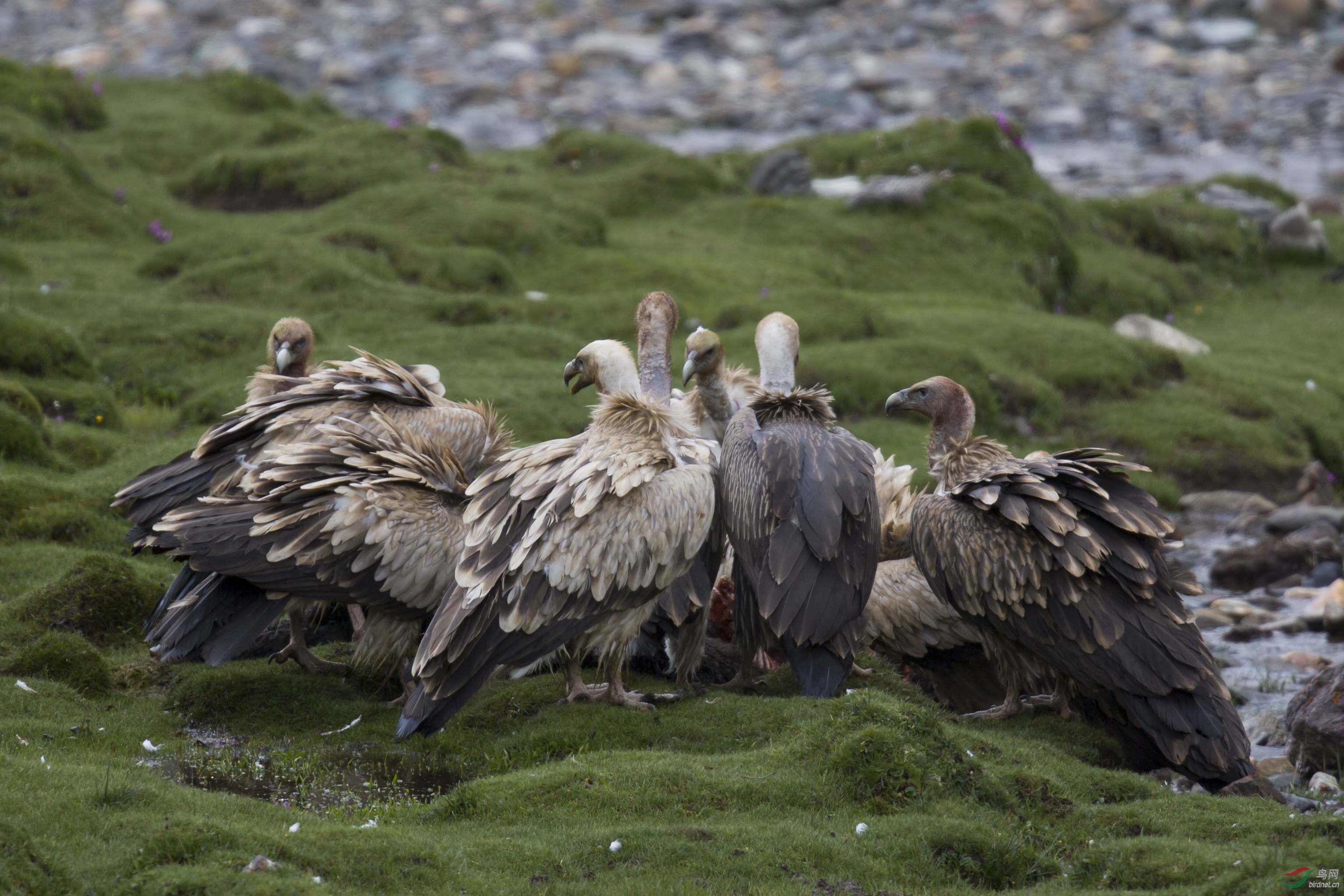 教师是软柿子,教师之间勾心斗角特别多