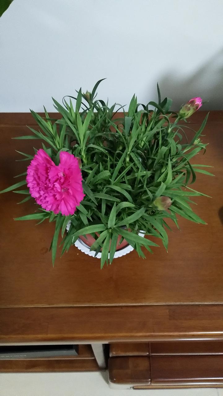 养花土的虫子怎么消灭最好,养花去除小虫子的妙招