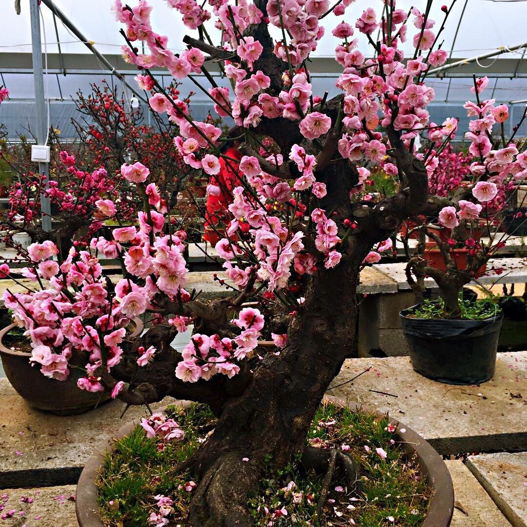 九种吉祥树越老越值钱越养越富贵,10种富贵花卉