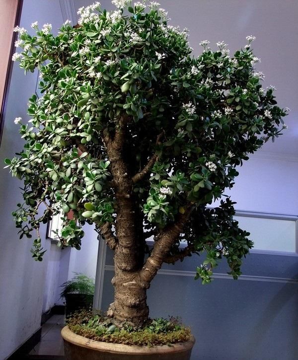 富贵花金玉满堂怎么栽培,6种长寿花能活一百年漂亮又吉利