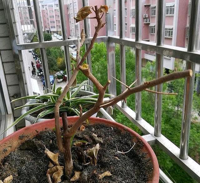 5种花好养又漂亮,5种花别乱养香味有毒