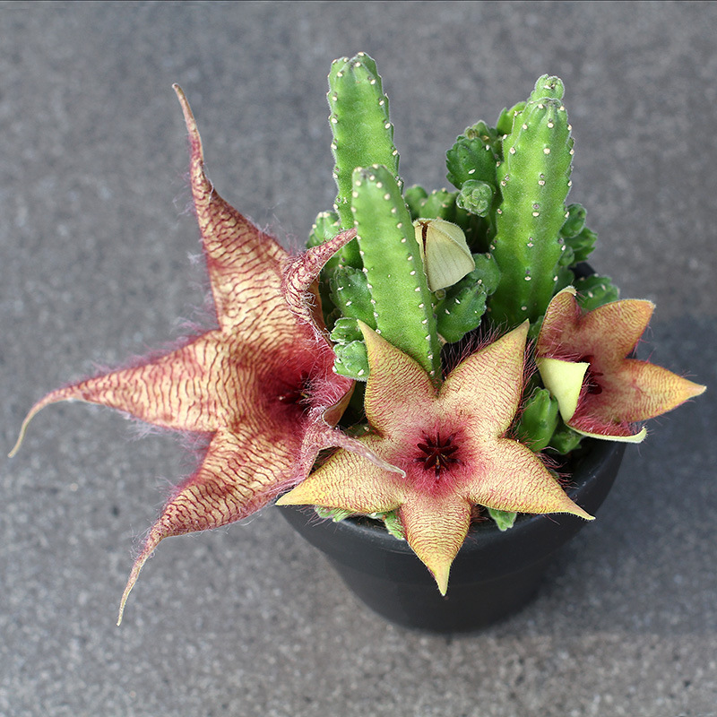 屋里烟味大养什么植物,家里最忌讳养的植物