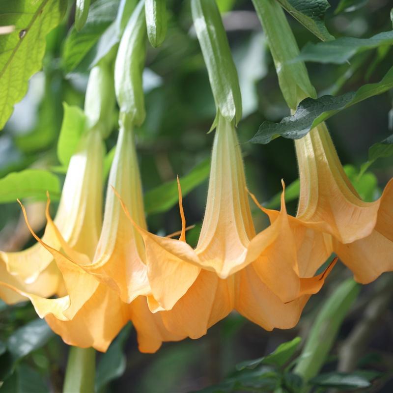 十种毒花不能养,十种大毒花家里经常养