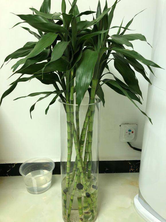 富贵竹黄叶是缺什么,富贵竹都黄叶了的视频