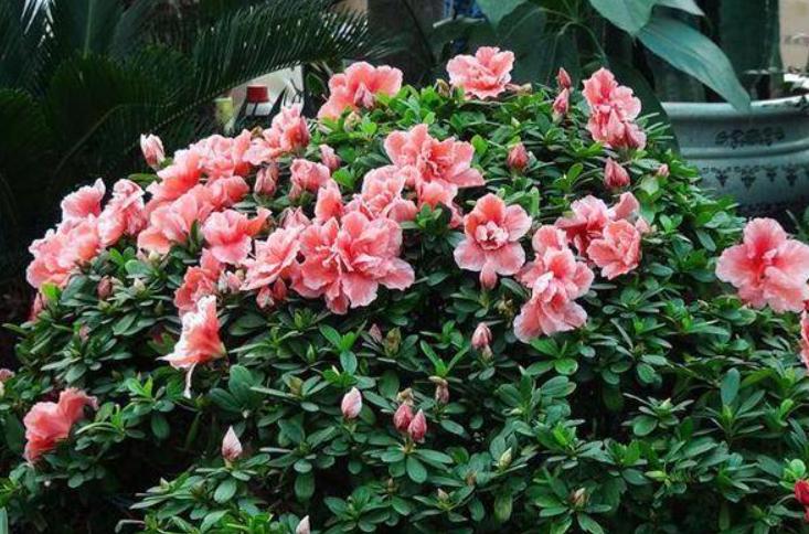 杜鹃花后怎么管理才能复花,杜鹃花开败了修枝修太多怎么办