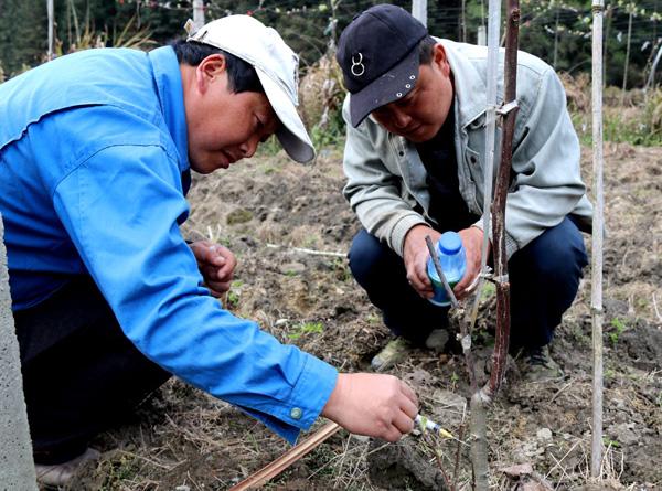 果树有了钻心虫怎么治,果树里面的钻心虫怎么治