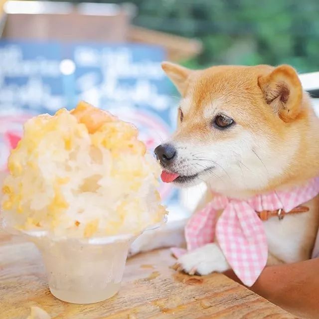 比人还会拍照的狗，简直萌炸朋友圈了