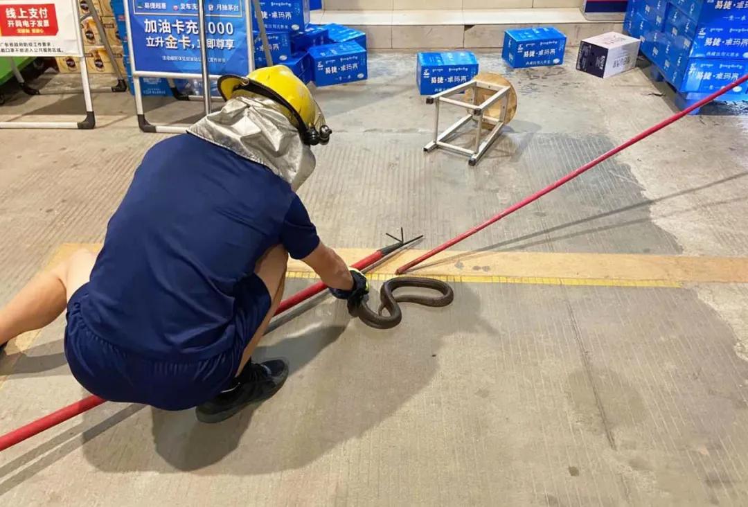 湖南惊现巨型眼镜蛇,惊现巨型眼镜蛇