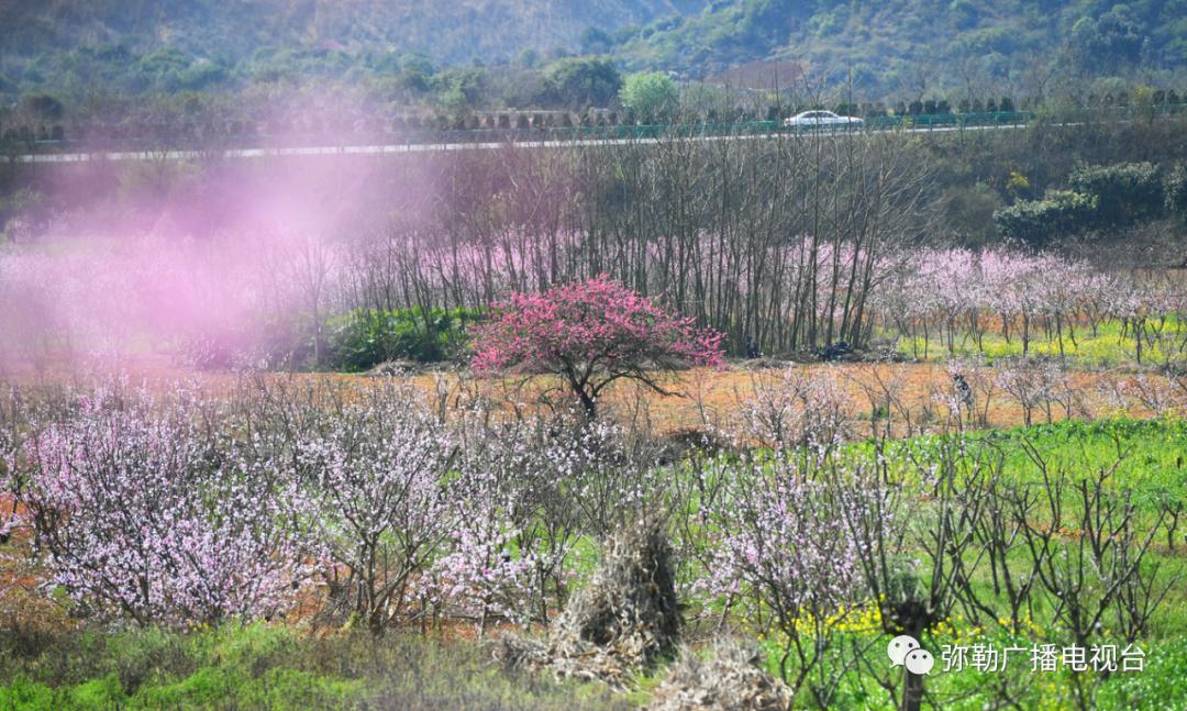 三月弥勒什么地方可以赏花,弥勒3月赏花攻略