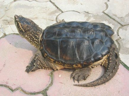 龟中之王棱皮龟,北美拟鳄龟野生龟视频