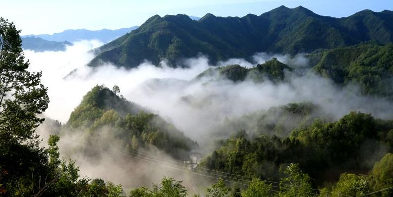 羊肚菌种植栽培技术视频教程（完整版）