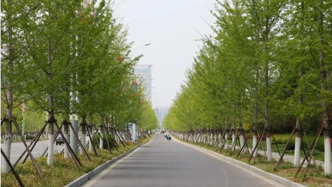 农村小伙想挣10万月薪误入传销组织，开窍后回村种楸树，活成啥样