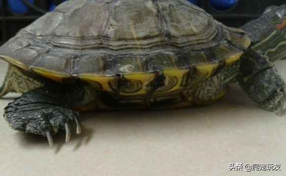 怎么判断自己买的龟是什么品种,什么样的龟好看